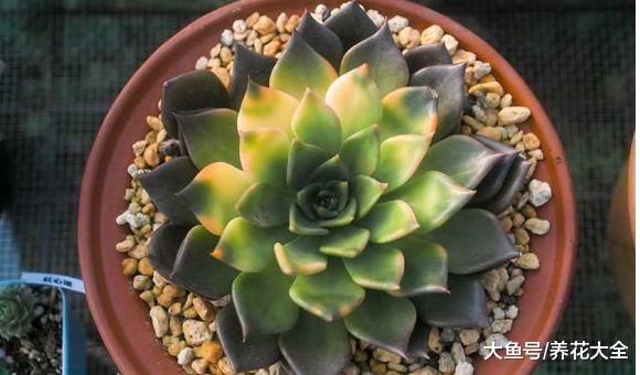 冒死揭秘花市猫腻, 这5种花买一盆死一盆, 过年买花千万注意了!