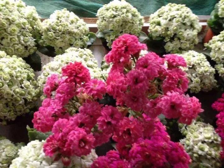 养花不开花怎么办, 盆里加这个试试