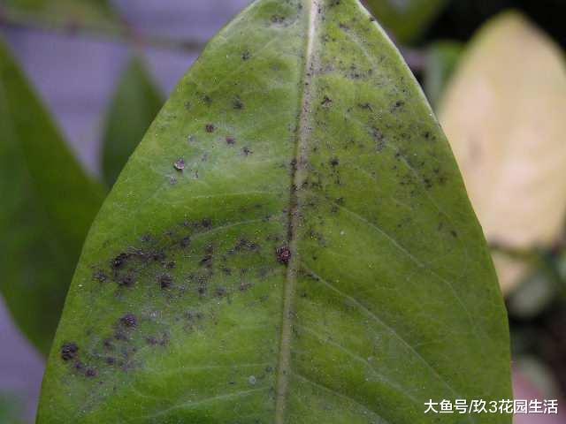 家庭养花中常见的植物病害(三)