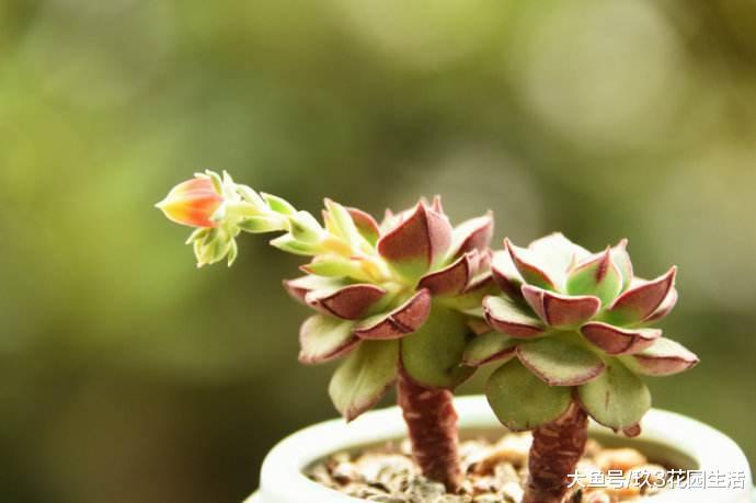 家居养花之多肉植物——丹尼尔
