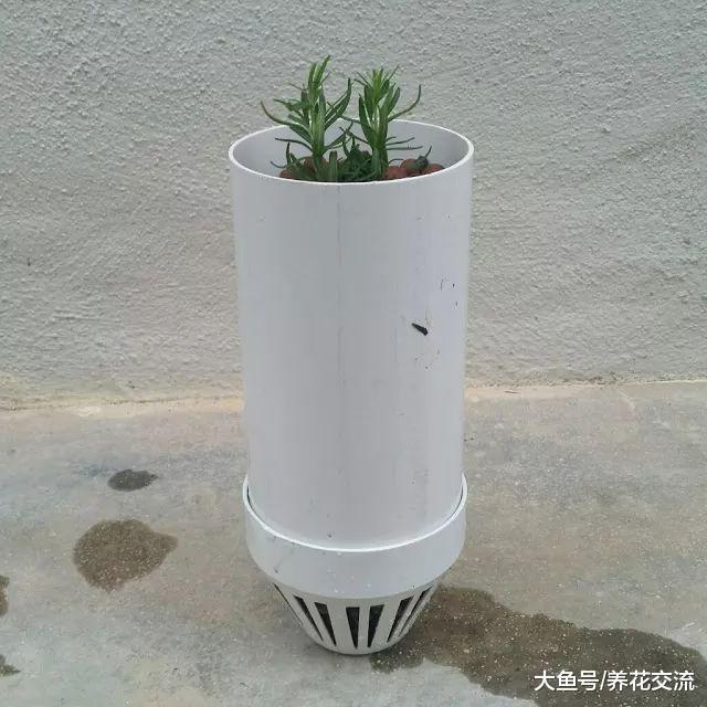 用这种颗粒土扦插繁殖迷迭香枝条, 随便剪一段都生根, 不会烂根