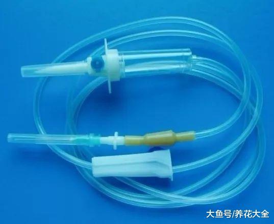 过年回老家, 好久不浇水, 家里的花都长疯了