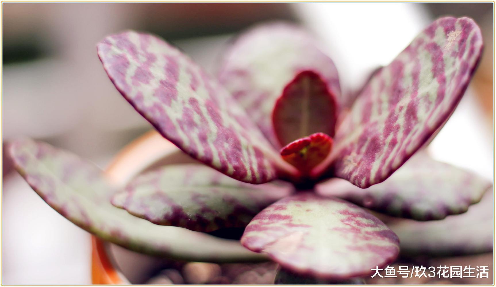 浅谈仙人掌和多肉植物的区别