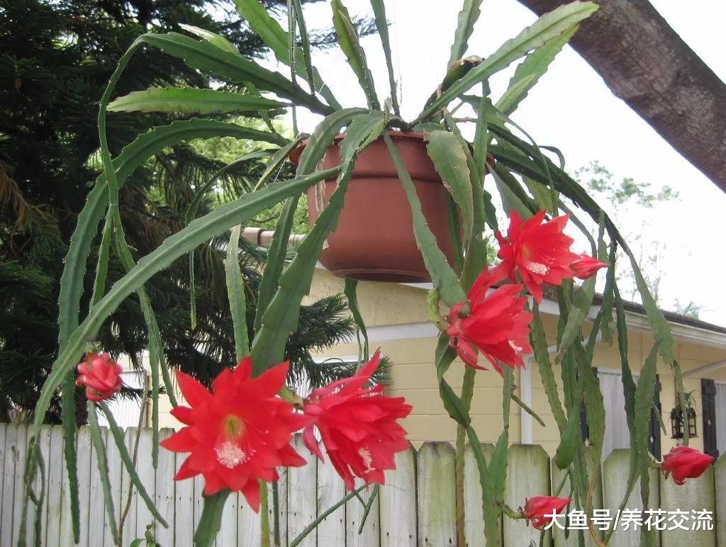令箭荷花用吊盆养在门口长出莲花一般大的花朵, 朋友看到羡慕不已