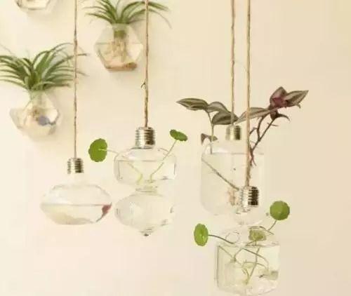 办公室水培植物, 注意好这些事项, 怎么养都不会蔫呢
