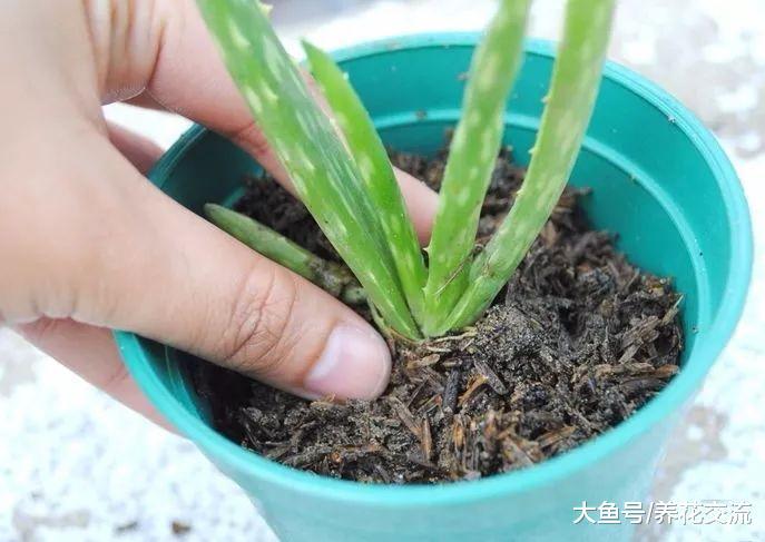 摆放在门前不用怎么照顾的芦荟, 开出近一米高的花朵