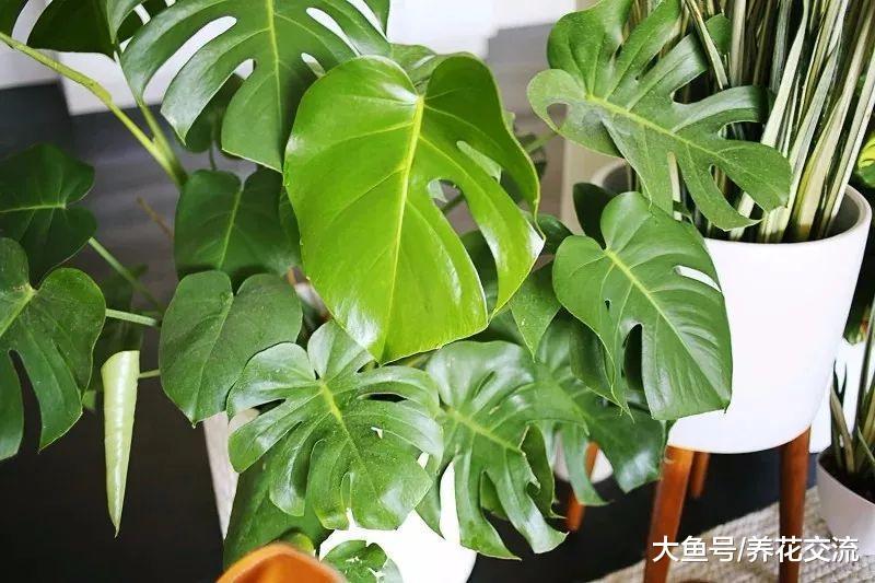 能够在低光照的室内生长旺盛的17种植物, 遮阴处能养活