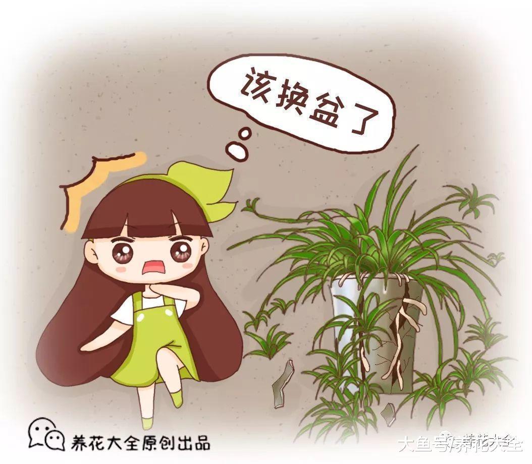 天儿暖和了, 再不赶紧换盆, 花儿想蹭蹭长也没地方!