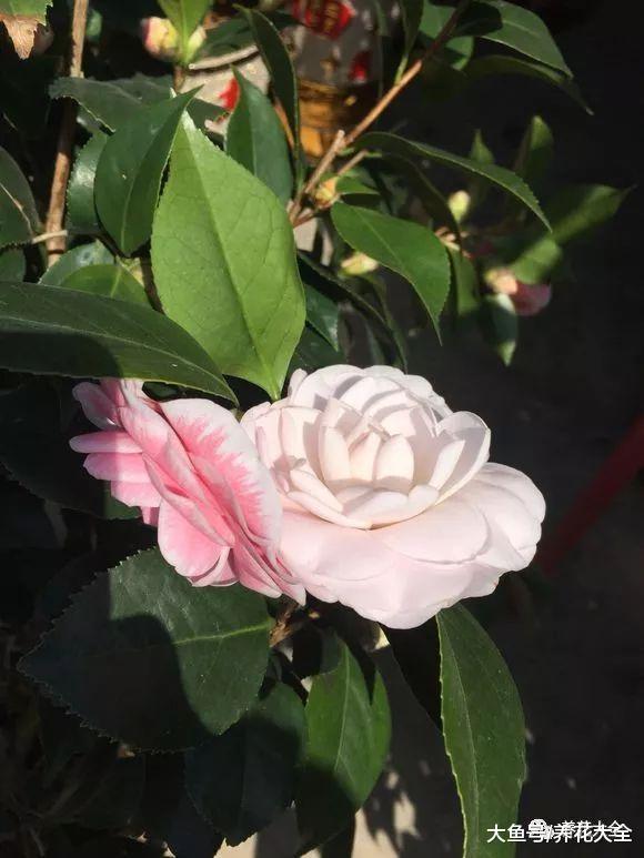 花浇水掌握不好? 一根筷子全解决!