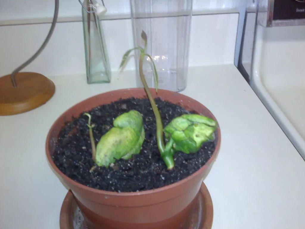 芒果的果核这样处理, 不出3年就能在花盆里开花结果了