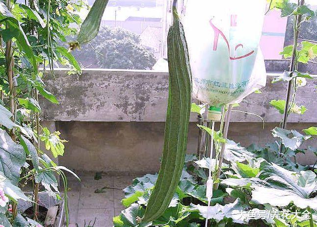 过年回老家, 好久不浇水, 家里的花都长疯了