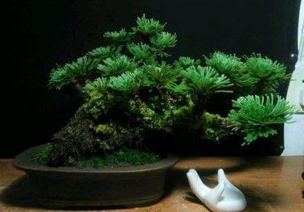 这种神奇草, 比吊兰好养, 能养死它的人应该还没出生