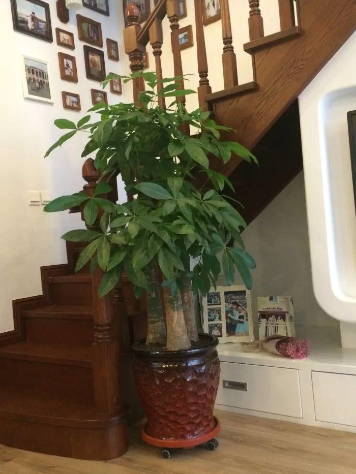 发财树特别适合懒人养, 勤快人养几天就能养死