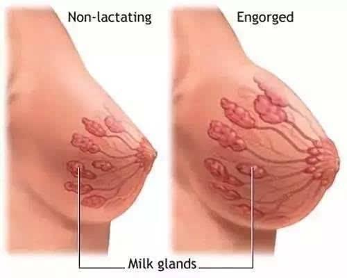 母乳喂养, 妈妈乳房都会经历的五个阶段