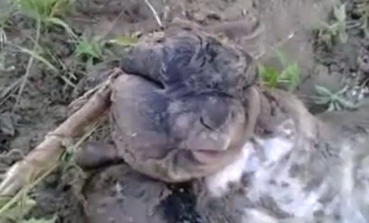 农村小伙在山上发现异样, 走近一瞧, 整个人都懵了