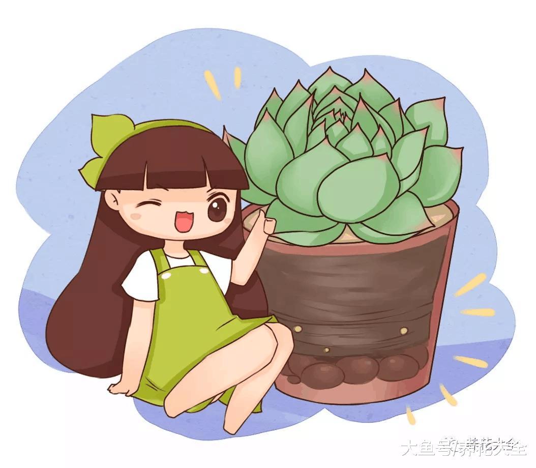 多肉放在外面淋淋雨, 雷声越响, 长得越旺!