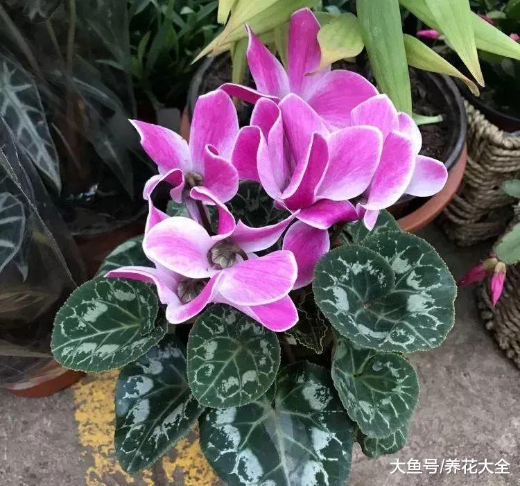 仙客来鸿运当头, 颜色越来越淡咋回事? 用这几招, 立马红回来