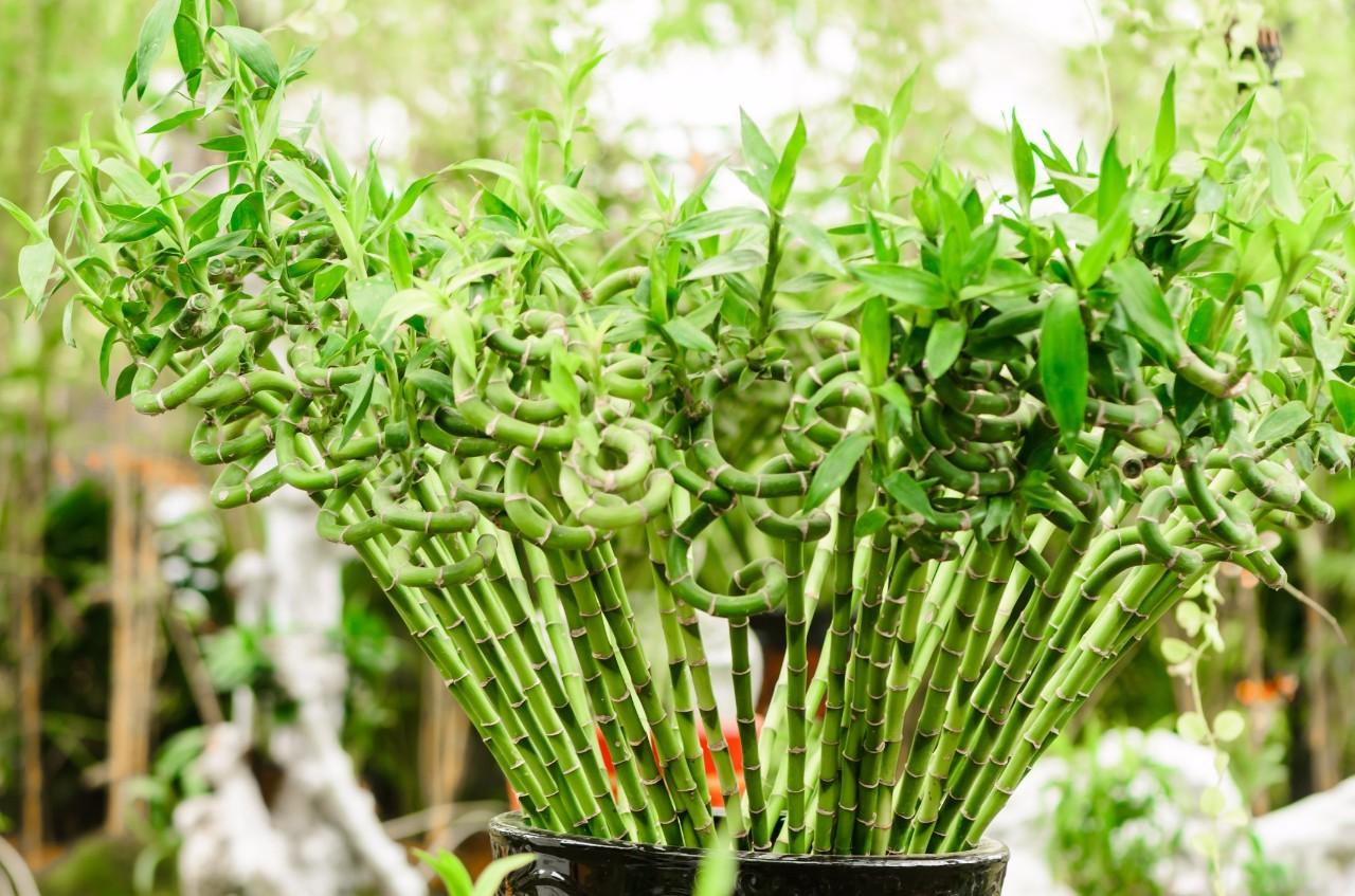 学会这几招养花技巧, 废料变成植物肥料, 不花钱也能花开不断
