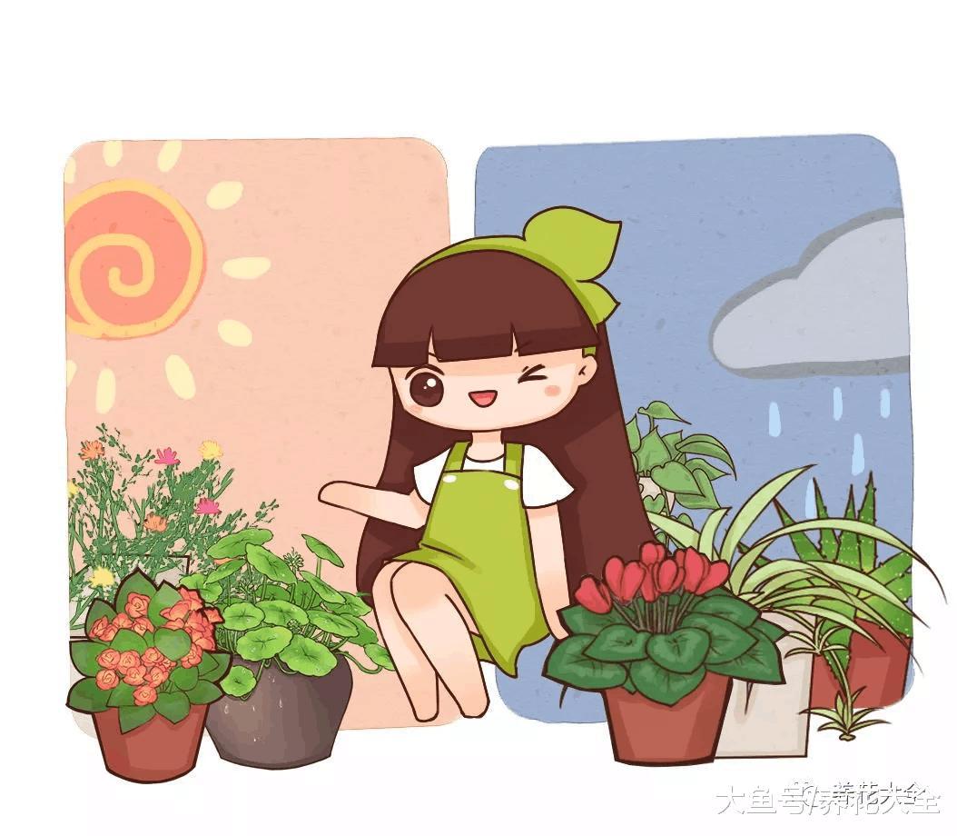这种花的叶子还能入药, 阳台种一盆, 赚大了
