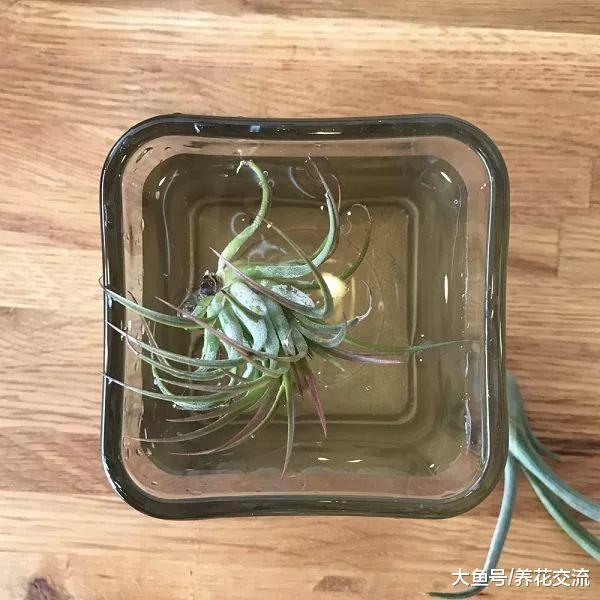 买来的空气凤梨注意这7个技巧, 养几年能长侧芽, 还能开出小花
