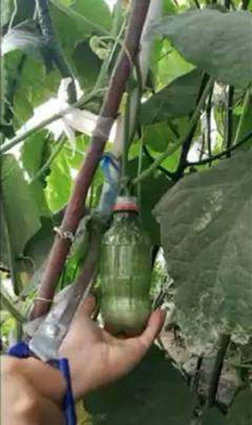 饮料瓶中的黄瓜一个月后, 让人高兴连连