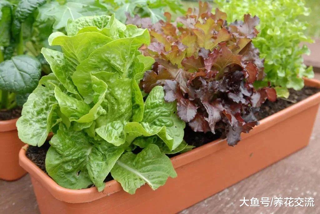 在花盆里也能生长旺盛的9种蔬果, 在阳台、窗台上养出小型菜园