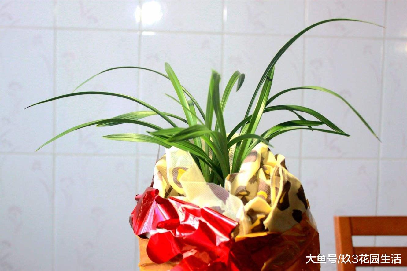 兰花叶片施肥是好还是坏?