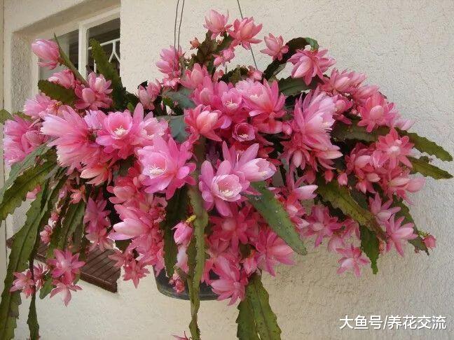 长成瀑布一般花树的蟹爪兰和仙人指, 没想到是用仙人掌嫁接的