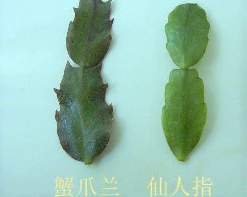 花卉里也有双胞胎, 长得也忒像了! 十个人有九个都认不出!