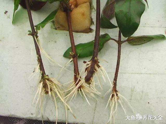 浇花加点小药片, 一年不再黄叶, 一窜几米高!