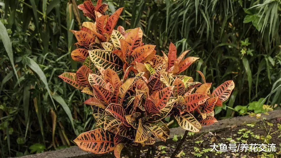 院子里彩虹一般的变叶木, 为什么人们再也不把它养在家里了?