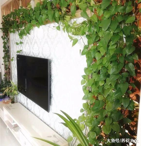 地瓜、骨头, 只要一丢丢, 绿萝吃完就疯长