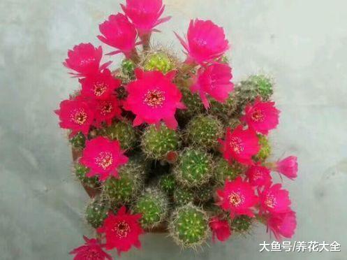 淘米水浇花别乱用, 否则你的花分分钟就死了!