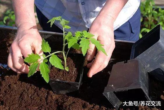 土壤里加入这种东西, 盆栽的番茄都能结几十个