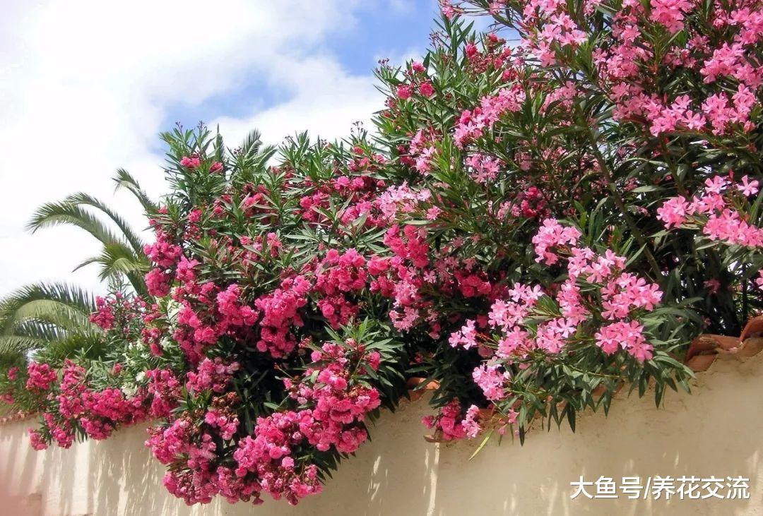在家门口就可以看到的六种有毒植物, 小孩子要远离, 避免误食误触