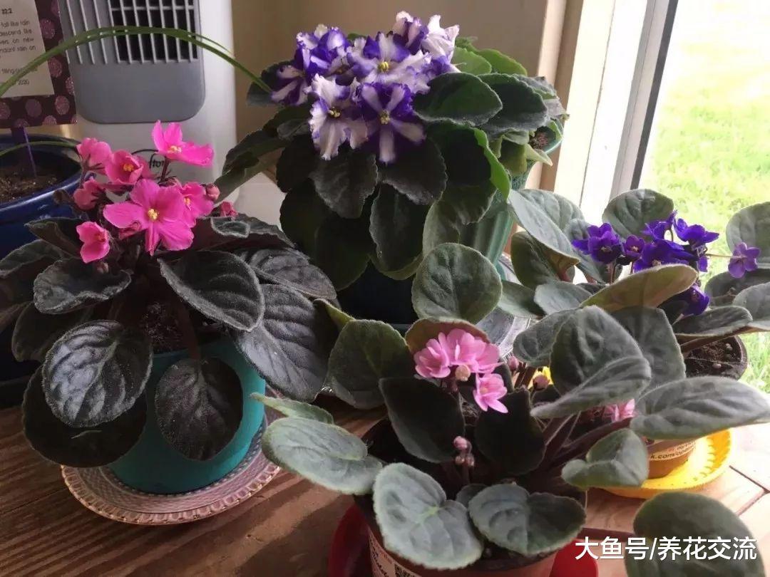15种特别容易开花的室内植物, 叶子和花朵肉那么好看