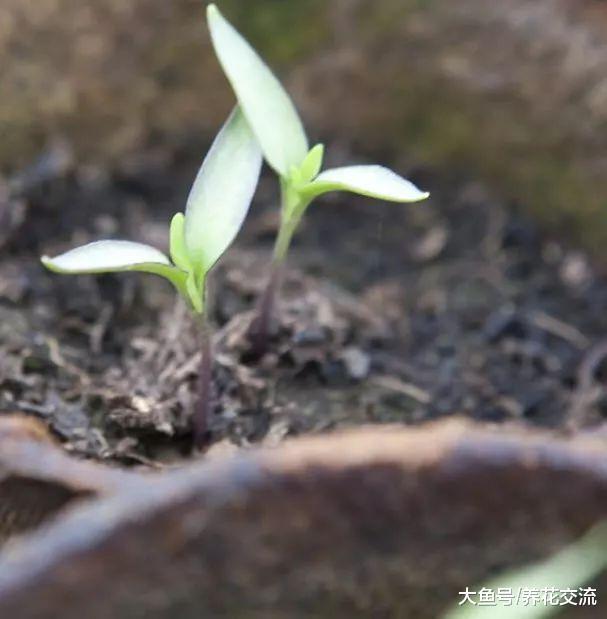 在阳台上用花盆种辣椒, 掌握10个步骤就能不断收获