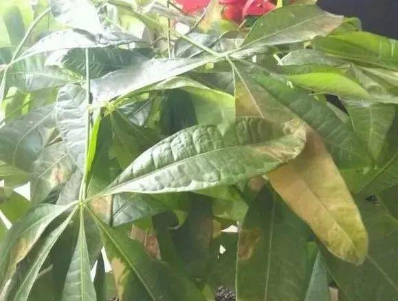 冬天养花别手贱, 一个小动作, 100盆花都能养死!