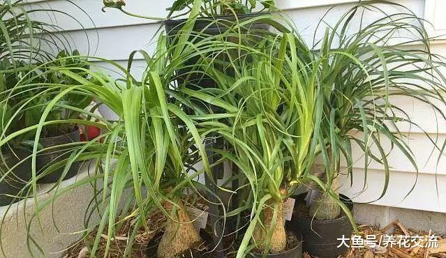 家里种上这几种棕榈盆栽绿植, 养成热带观叶植物的加湿器