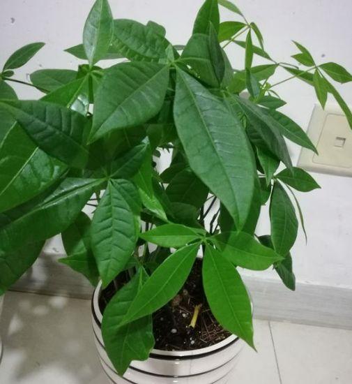 这8种花, 勤快人越养越死