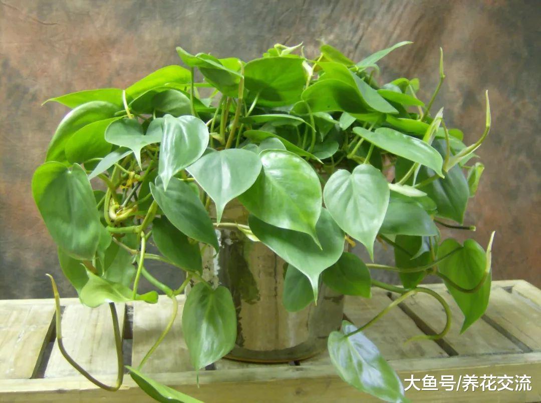 4种在室内遮阴处能生长旺盛的绿植, 净化甲醛就选它们就够了