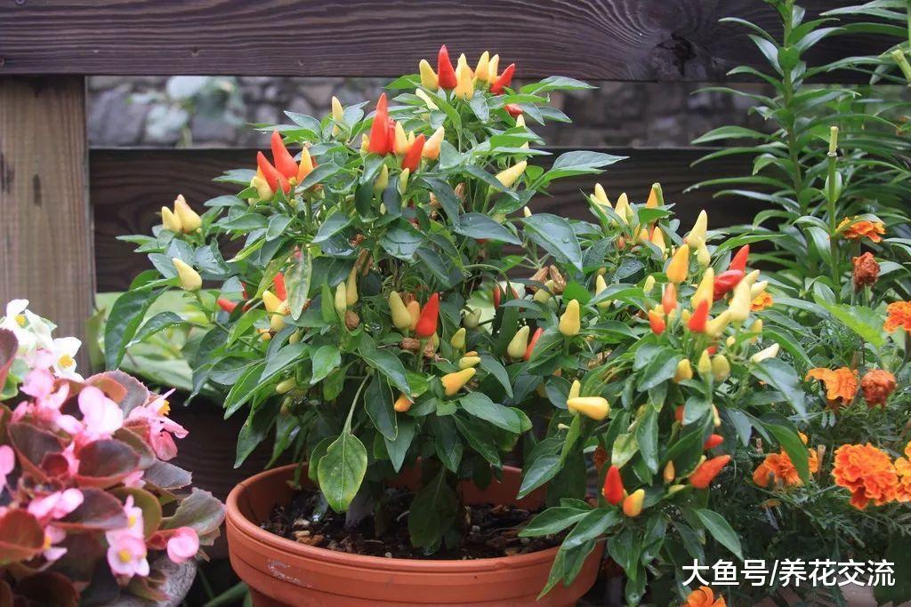 辣椒在花盆里播种繁殖, 掌握几个小技巧就能不断结果