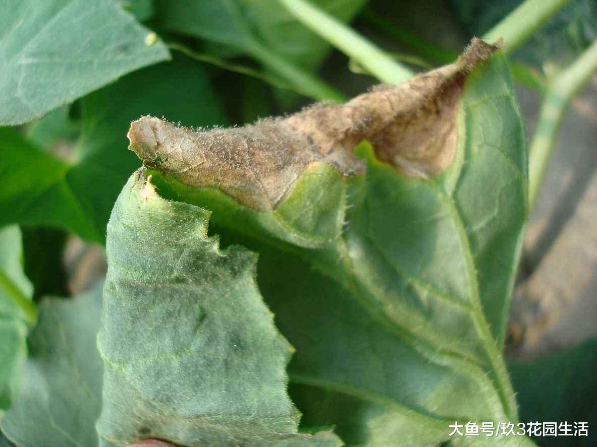 家庭养花中常见的植物病害(一)