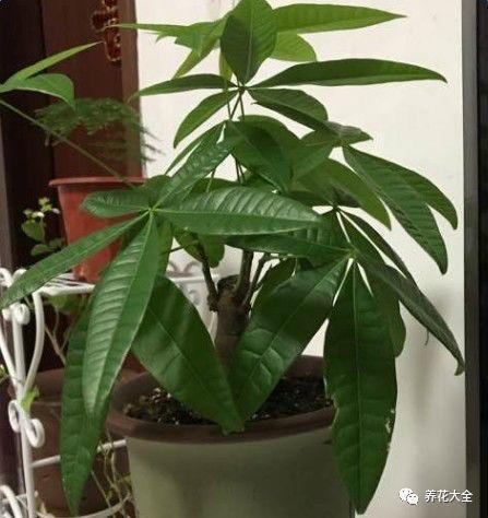 2种花一起养, 团团圆圆运势旺