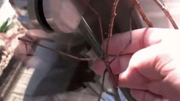 男子发现门锁边有一根“树枝”, 用手碰了一下动了