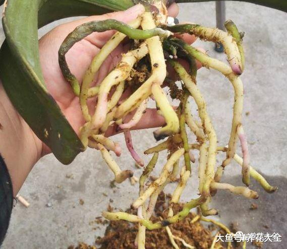 浇花加点小药片, 一年不再黄叶, 一窜几米高!