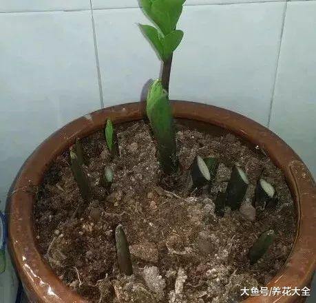 花快死了也别扔, 教你一招, 2个月后又爆盆!