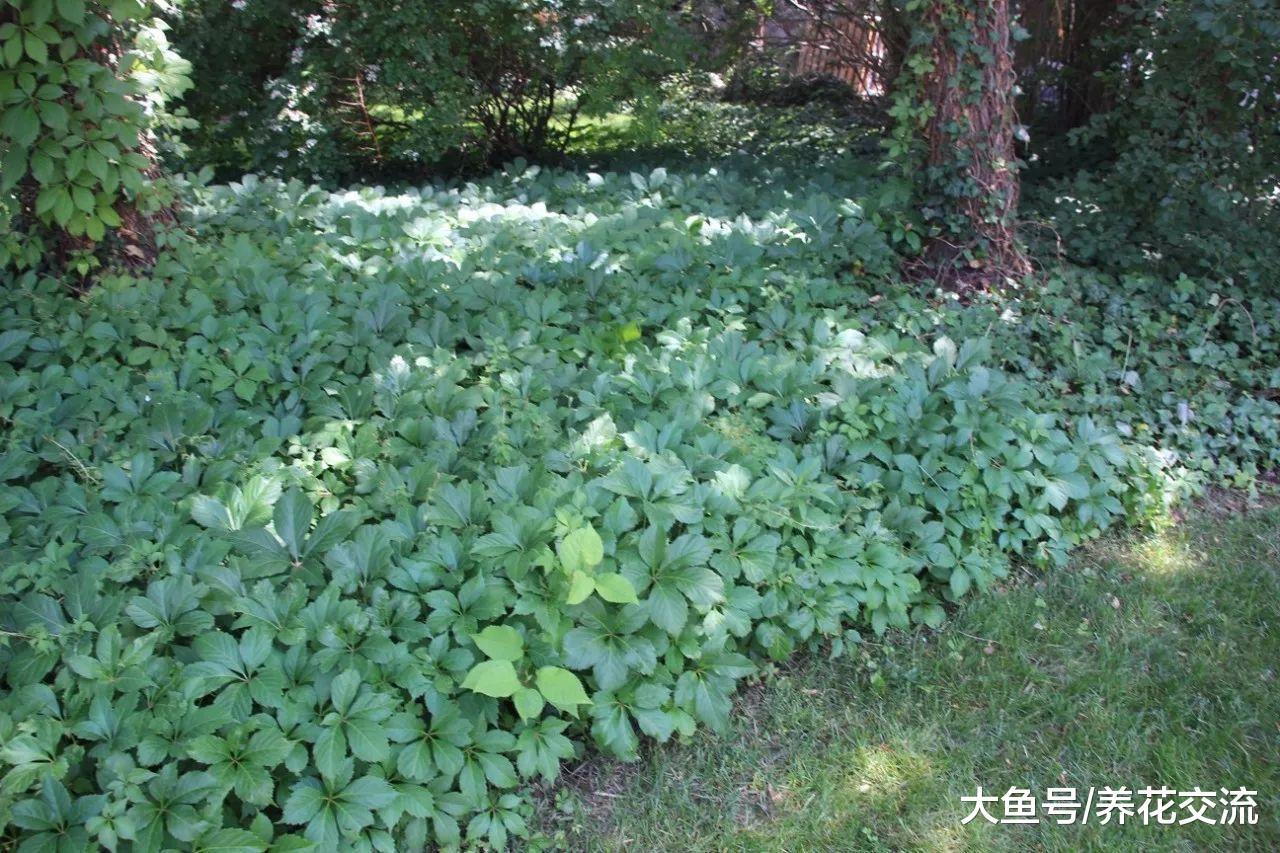 下面这些匍匐在地面生长的植物, 认识一两种就算你厉害了