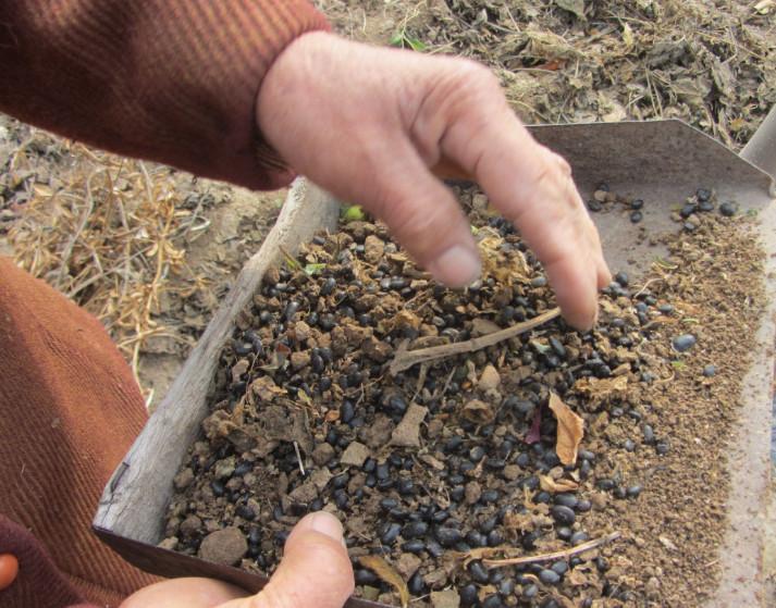 农村大娘地里专找一种“黑豆子”, 一找就是一天, 真的值得吗?