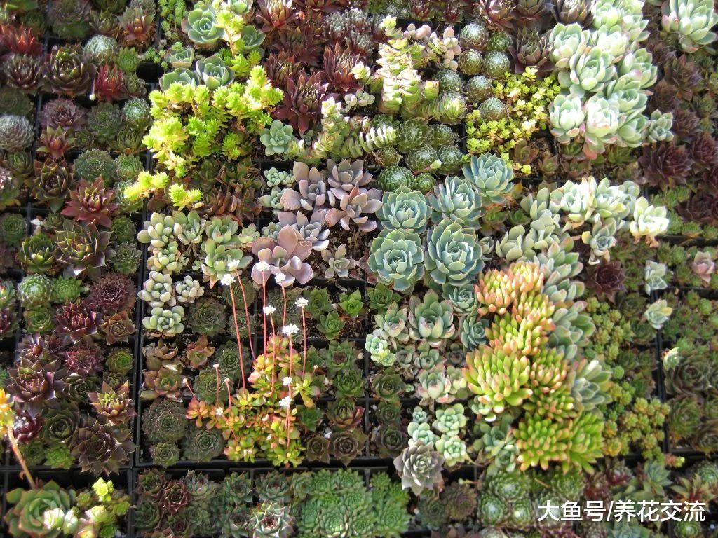 吊在墙上养着的多肉植物画框, 十多块就能制作一个
